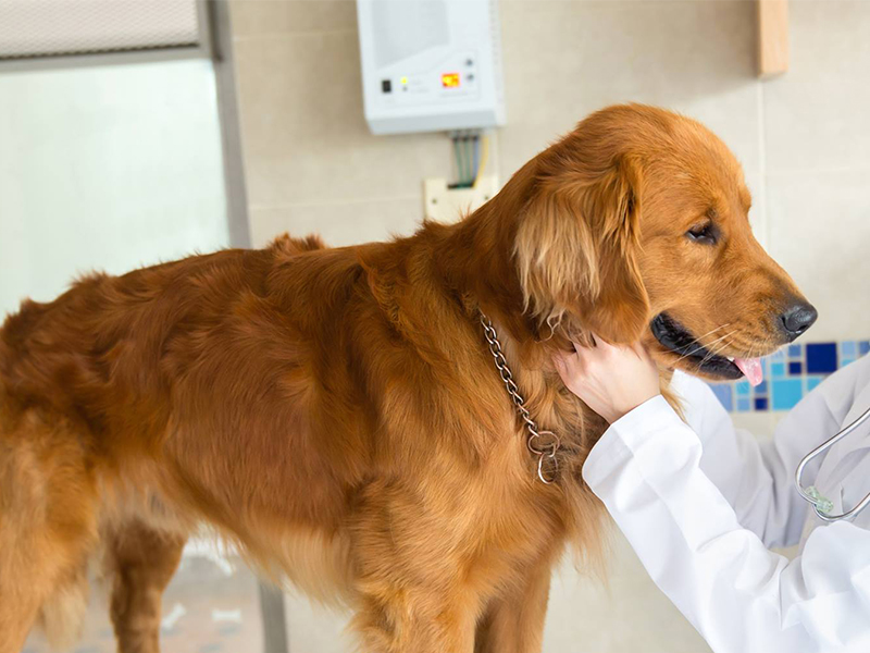 a-vet-with-stethoscope-examining-a-dog