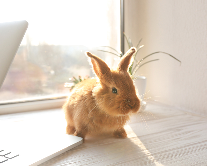cute rabbit sitting by a laptop on window sill on a sunny day