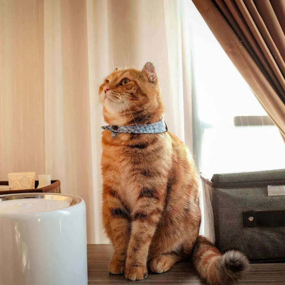 a-cat-sitting-on-a-table-looking-upc a cat sitting on a table looking up
